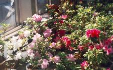 Azaleas from the Cross