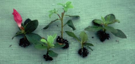 Cuttings Rooted While Dormant