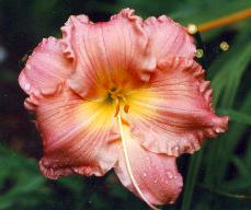 Daylily