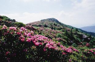 Rhododendron Catawbiense at Grassy Ridge Bald